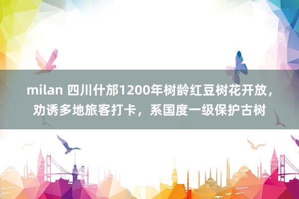 milan 四川什邡1200年树龄红豆树花开放，劝诱多地旅客打卡，系国度一级保护古树