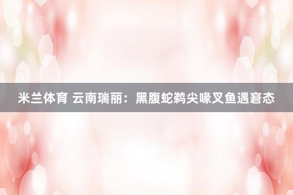 米兰体育 云南瑞丽：黑腹蛇鹈尖喙叉鱼遇窘态