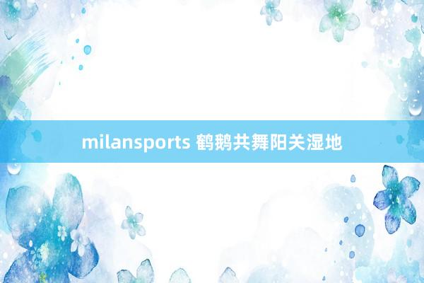milansports 鹤鹅共舞阳关湿地